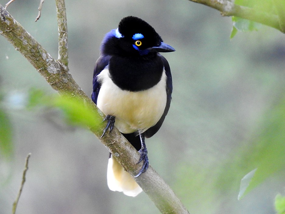 Plush-crested Jay - eBird