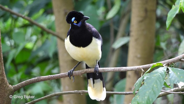 Plush-crested Jay - eBird