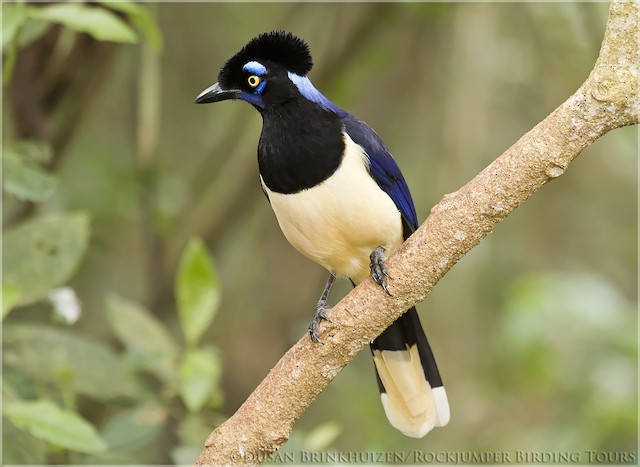 Plush-crested Jay - eBird