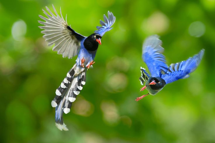 The Taiwan blue magpie, also called the Taiwan magpie or Formosan blue magpie or the "long-tailed mountain lady", is … | Beautiful birds, Most beautiful birds, Bird