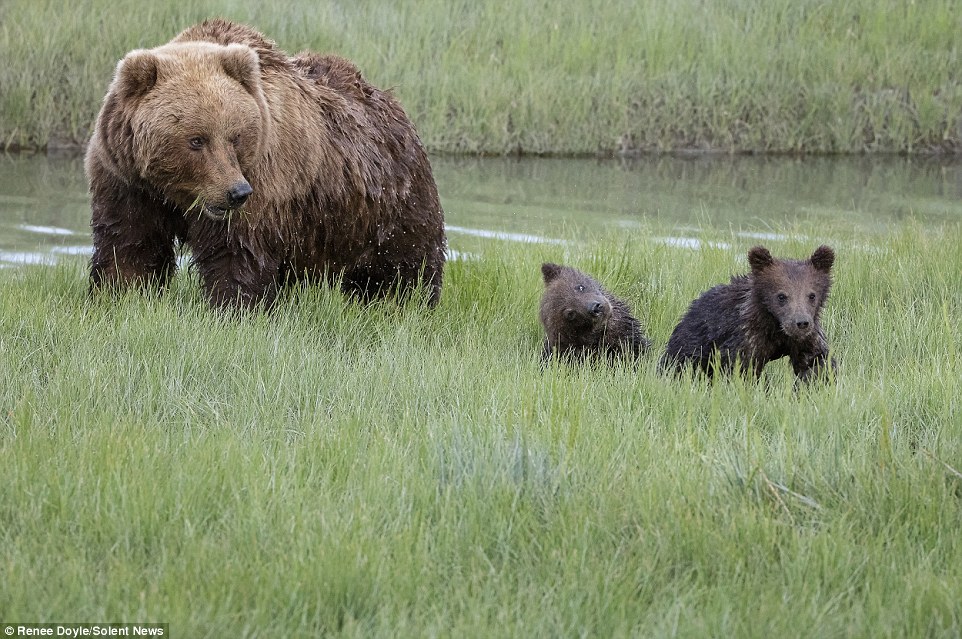 After their safe arrival on the other side, the two cubs quickly shook their fur and bounded off over the grass 