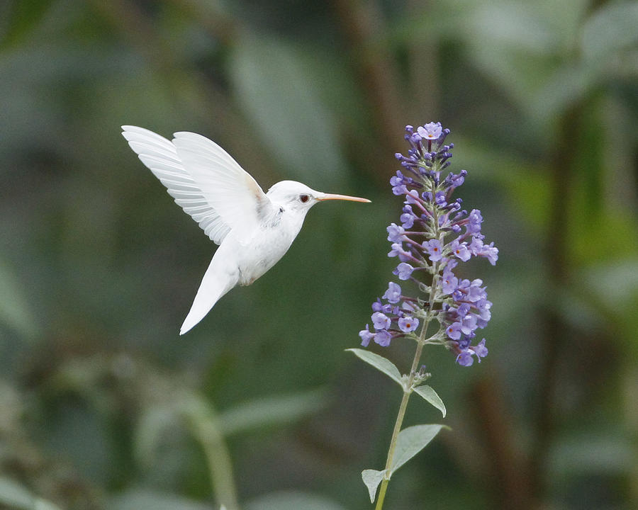 Albino Ruby-Throated Hummingbird #4 Photograph by Kevin Shank Family -  Pixels