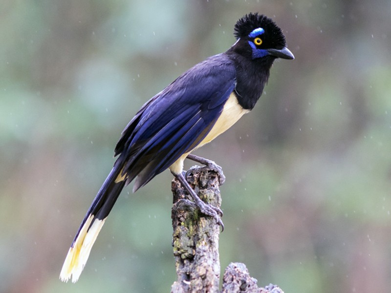 Plush-crested Jay - eBird