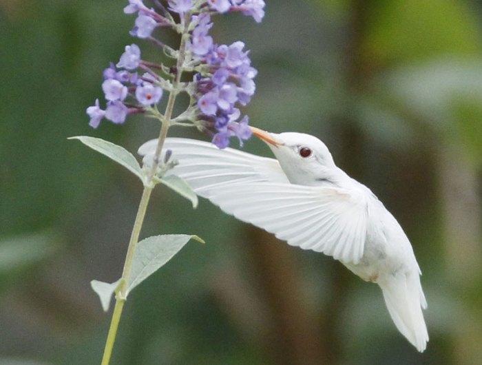 Pied Type Showstopper: Albino ruby-throated hummingbird