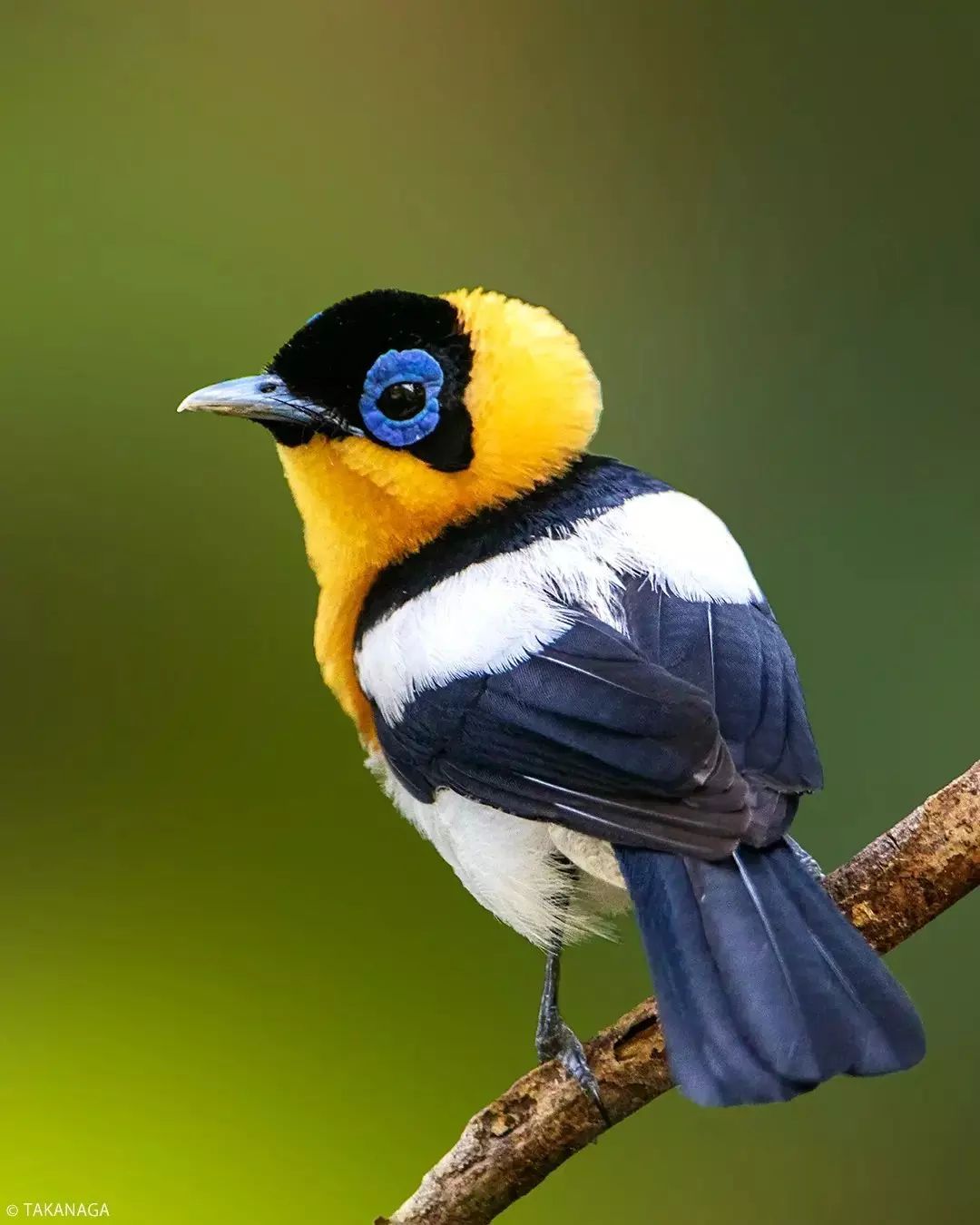 best_birds_planet@instagram on Pinno: Ochre-collared Monarch (male), Nimbokran...