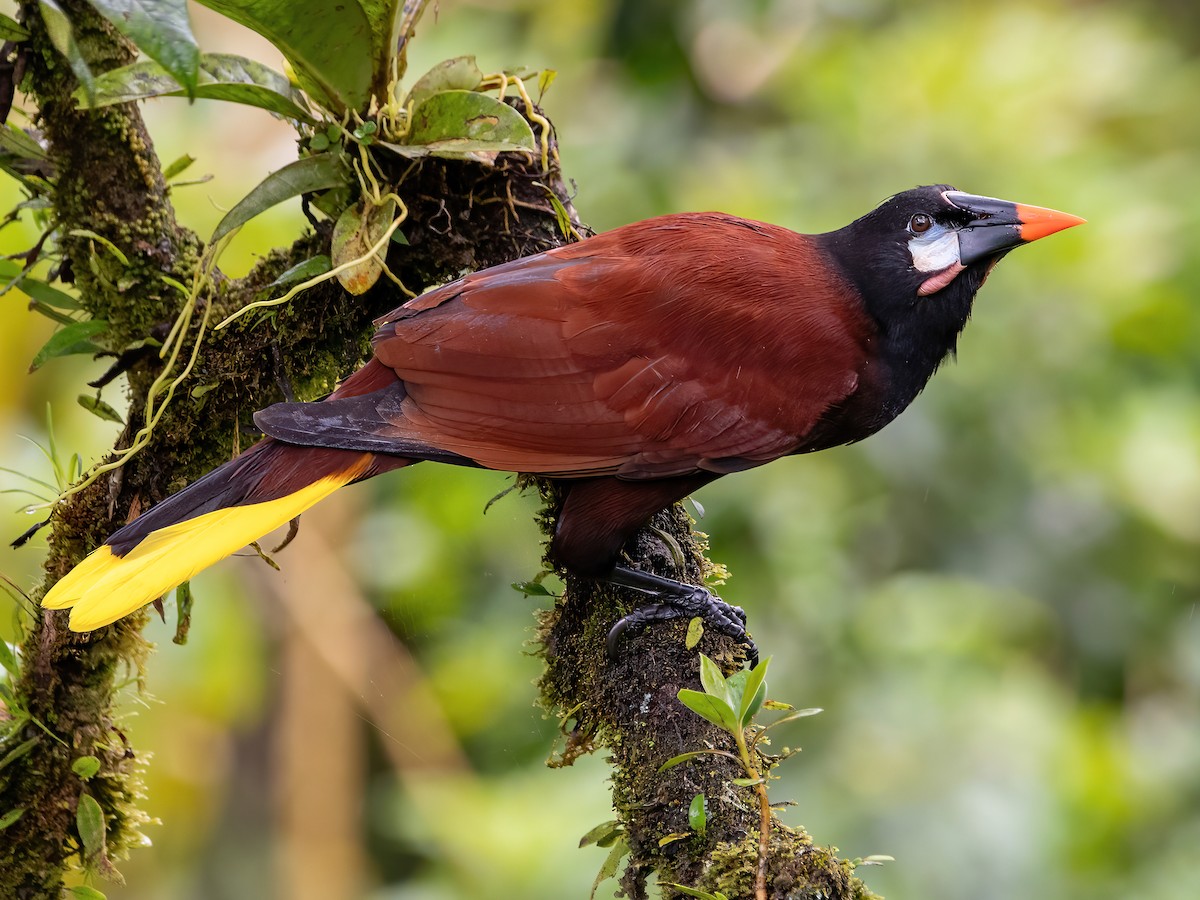 Montezuma Oropendola - eBird