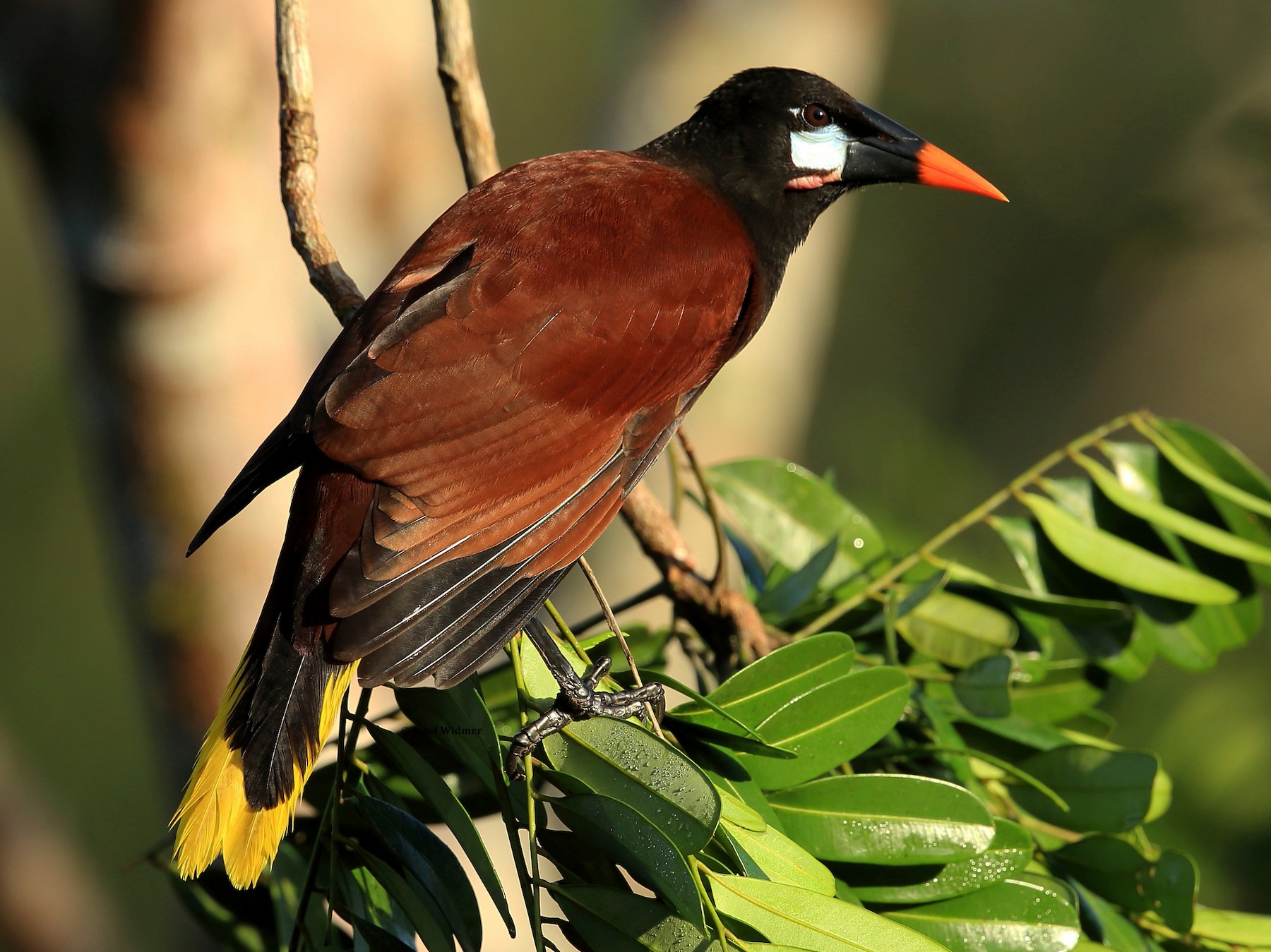 Montezuma Oropendola - eBird