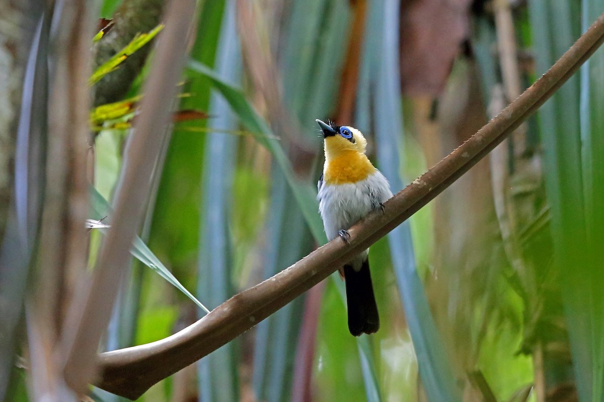 Ochre-collared Monarch - eBird