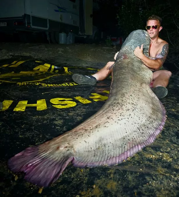 Catfish