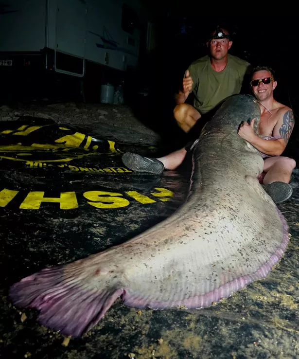 Catfish