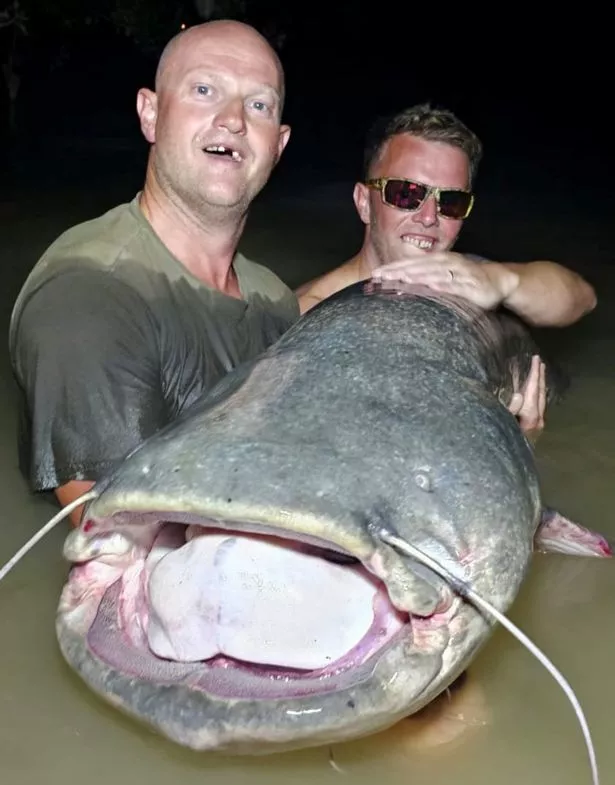 Catfish