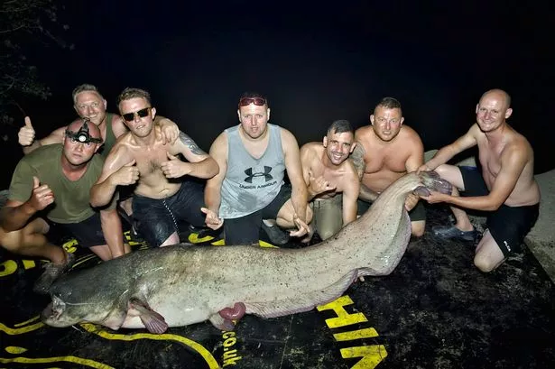 Catfish
